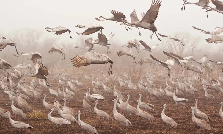 Birds-Migrate