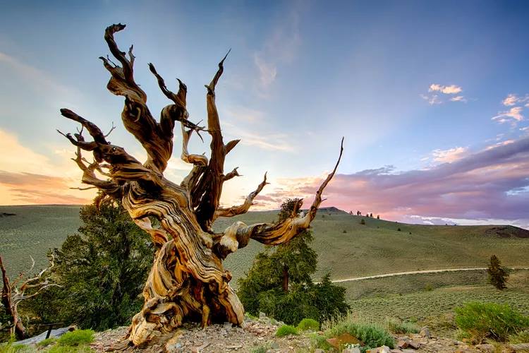 oldest living trees