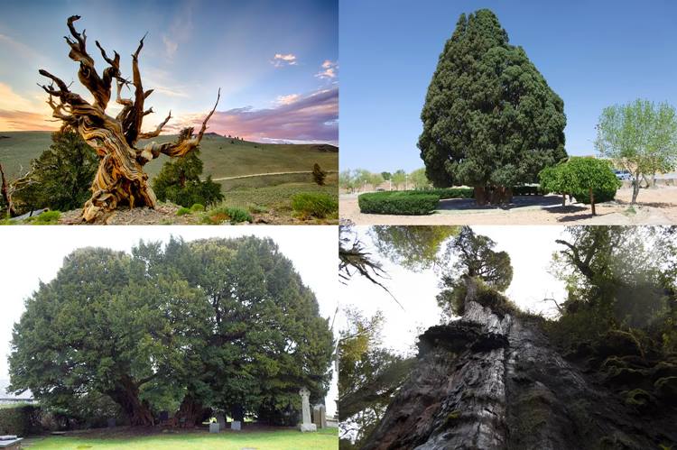 oldest living trees